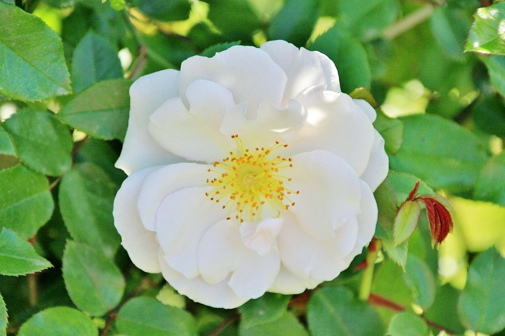 Foto: Exposición de rosas - Barcelona (Cataluña), España