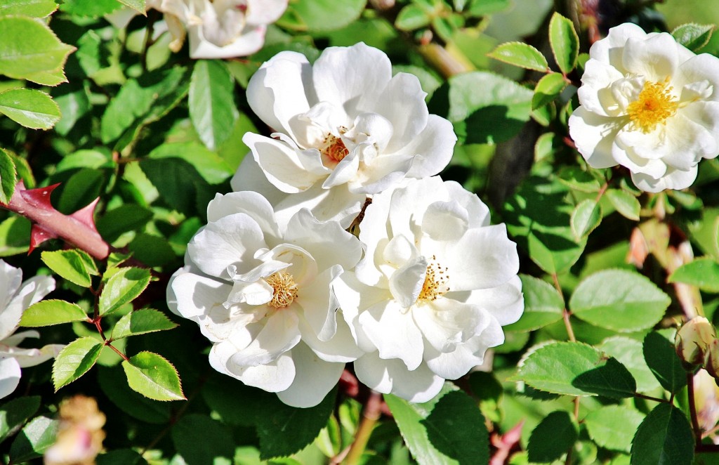 Foto: Exposición de rosas - Barcelona (Cataluña), España