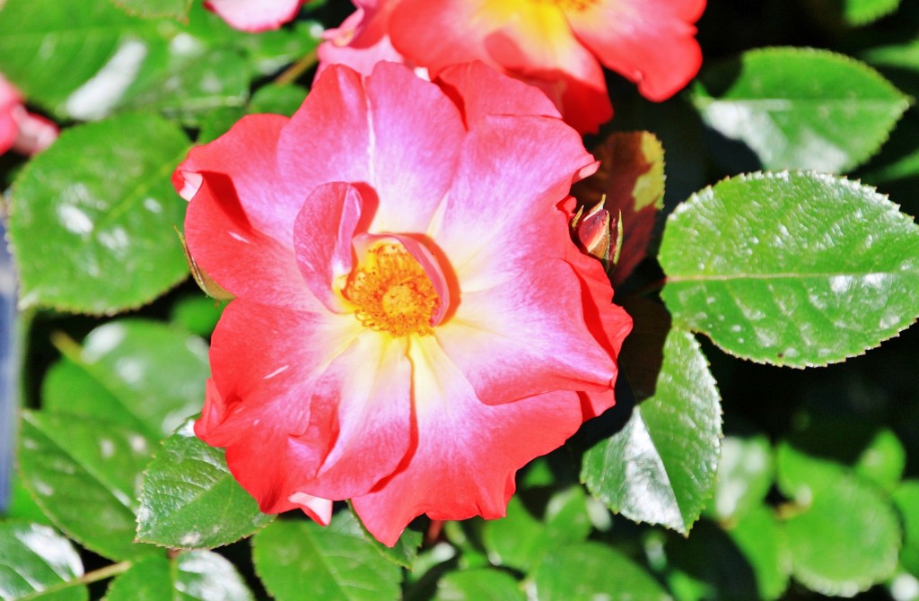 Foto: Exposición de rosas - Barcelona (Cataluña), España