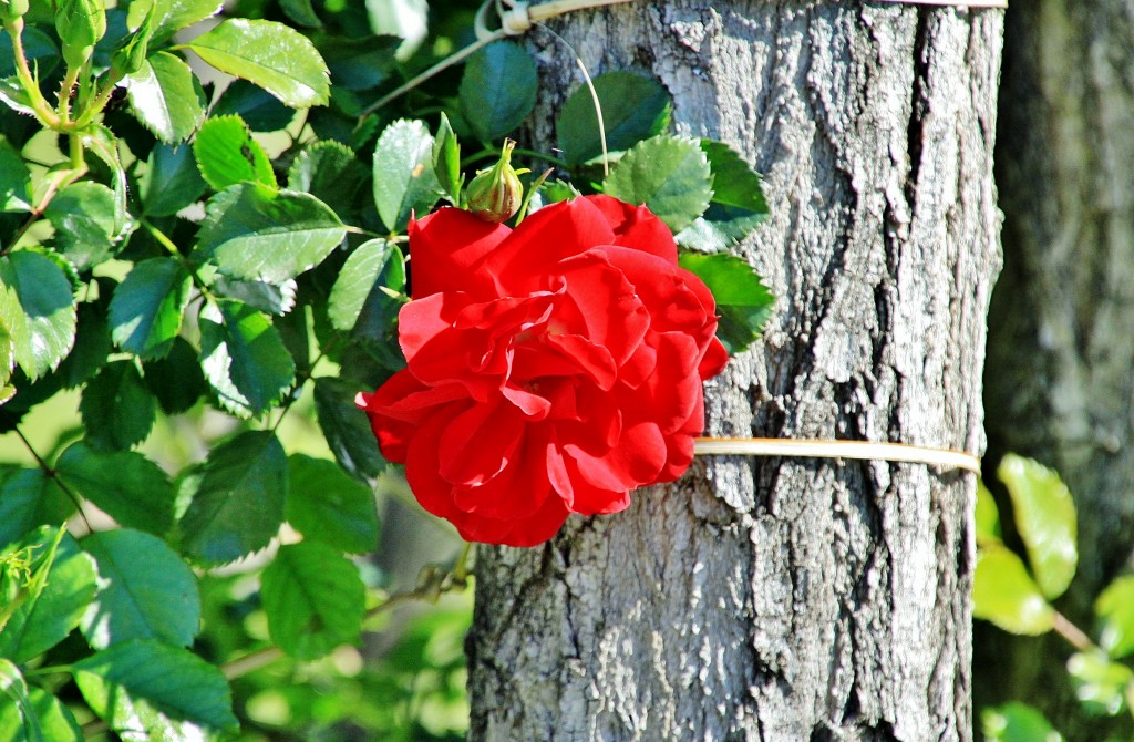 Foto: Exposición de rosas - Barcelona (Cataluña), España