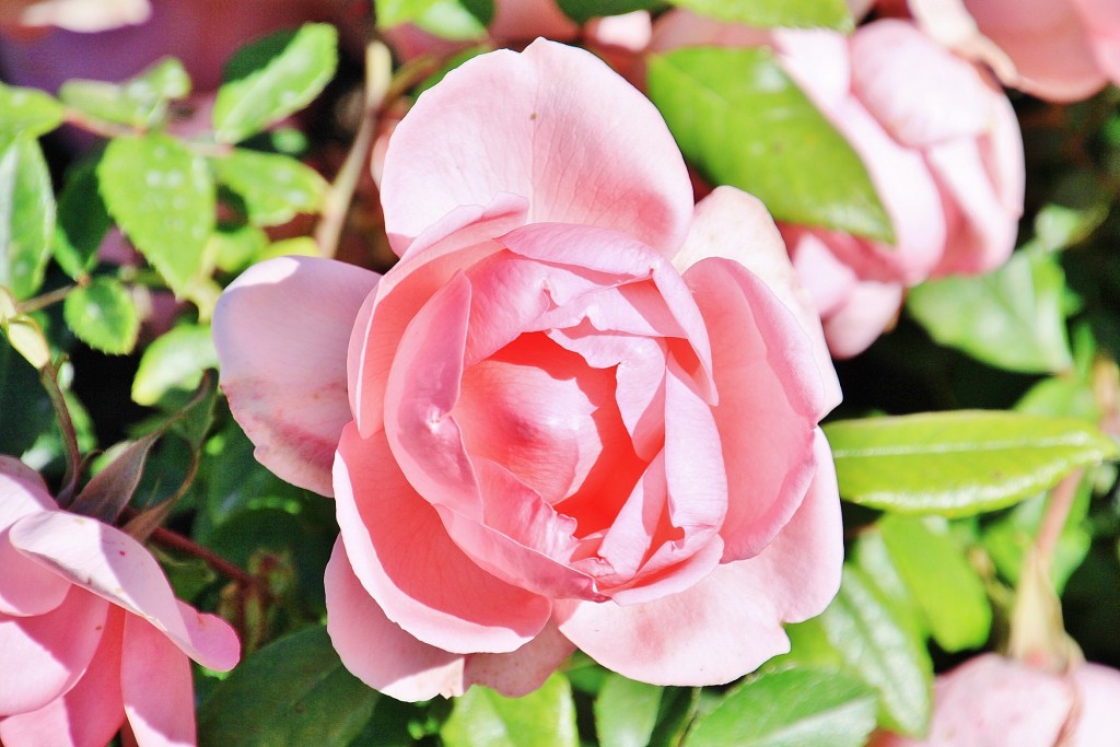 Foto: Exposición de rosas - Barcelona (Cataluña), España
