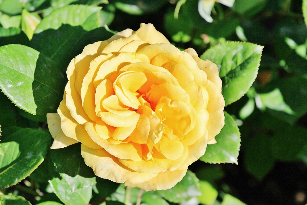 Foto: Exposición de rosas - Barcelona (Cataluña), España