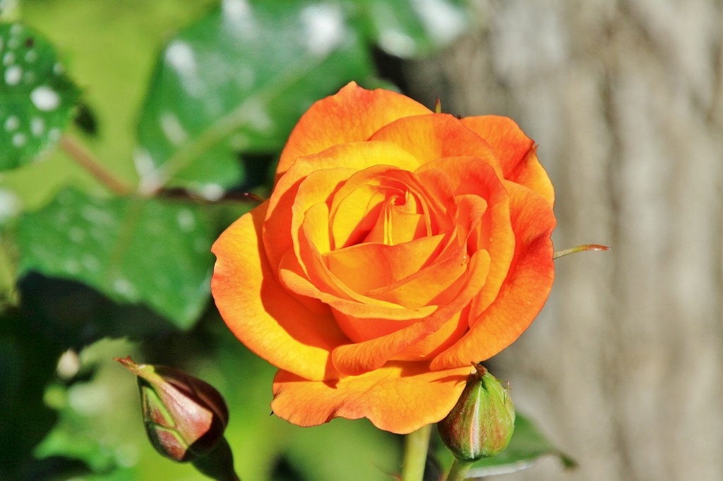 Foto: Exposición de rosas - Barcelona (Cataluña), España