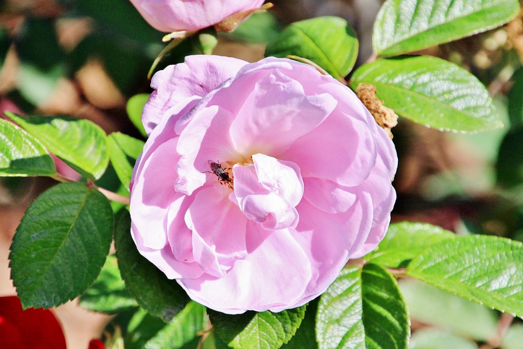 Foto: Exposición de rosas - Barcelona (Cataluña), España