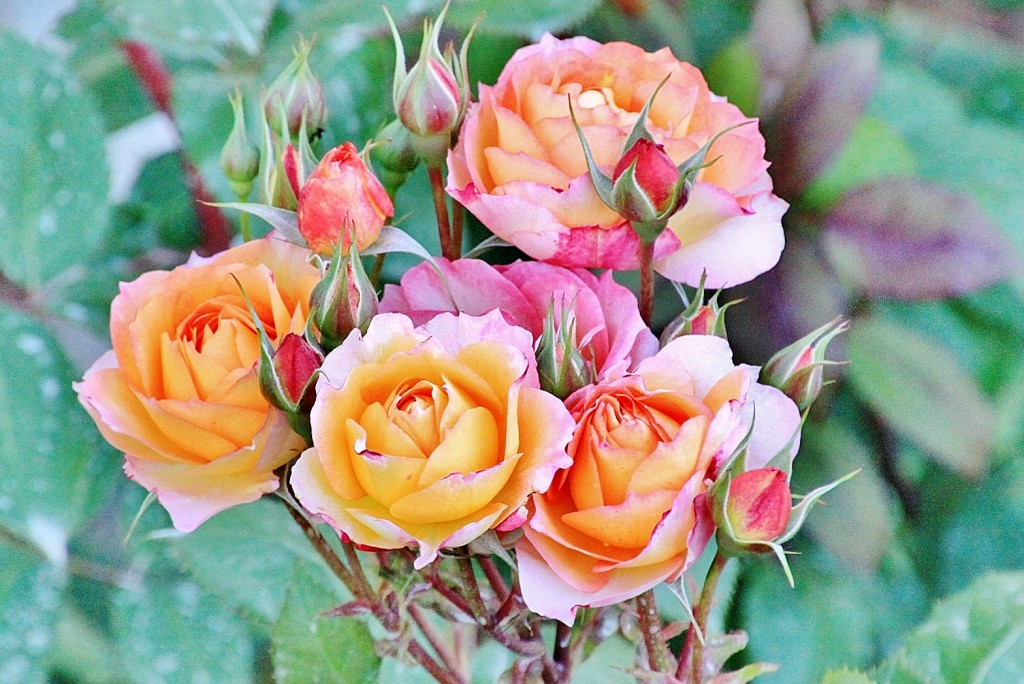 Foto: Exposición de rosas - Barcelona (Cataluña), España