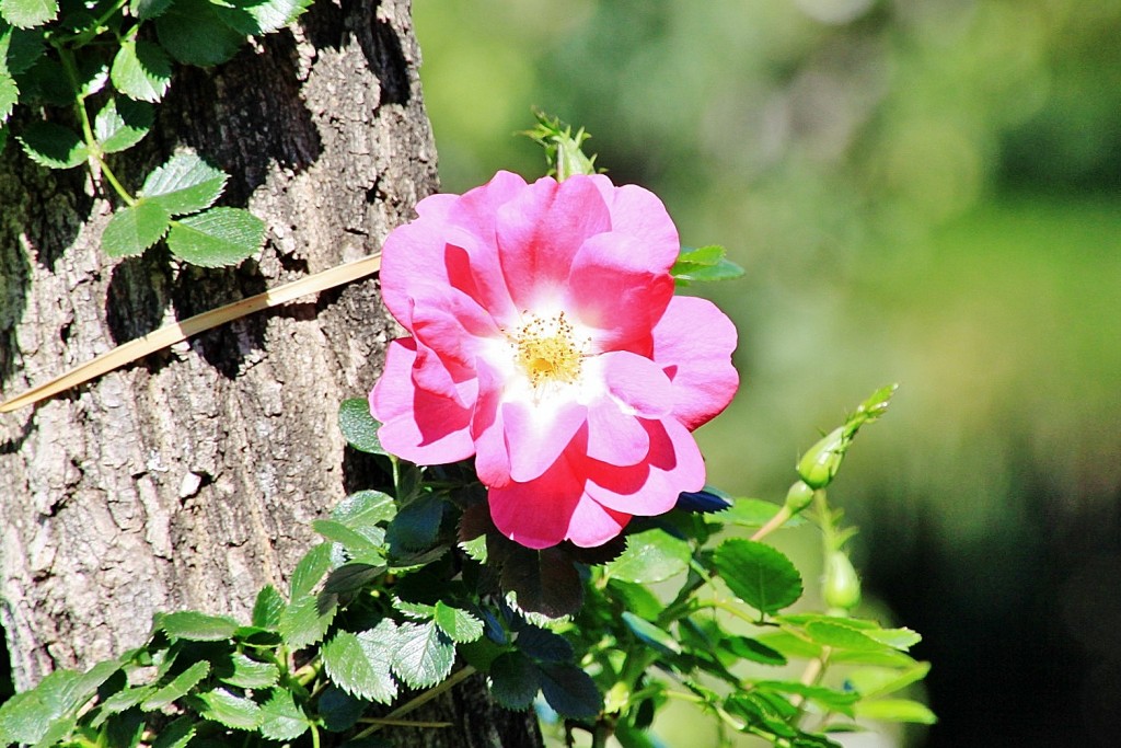 Foto: Exposición de rosas - Barcelona (Cataluña), España