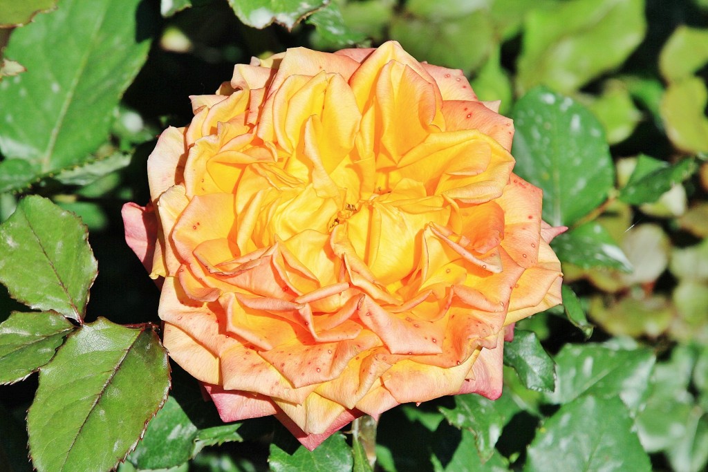 Foto: Exposición de rosas - Barcelona (Cataluña), España