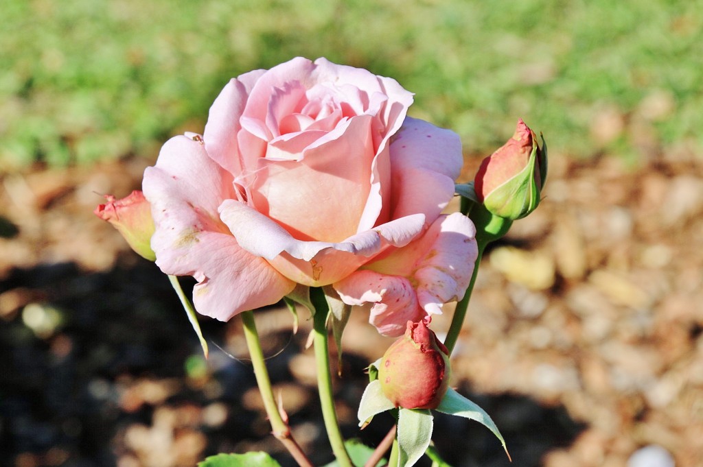 Foto: Exposición de rosas - Barcelona (Cataluña), España