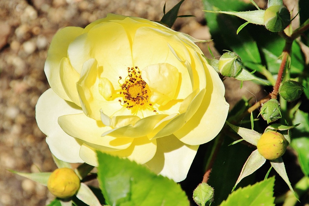 Foto: Exposición de rosas - Barcelona (Cataluña), España