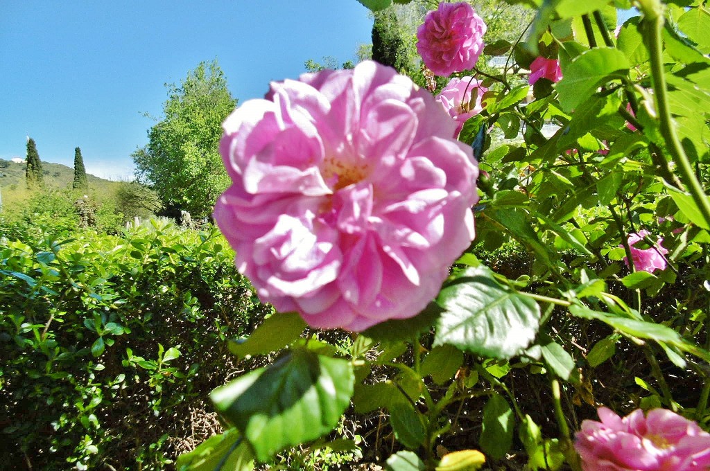 Foto: Exposición de rosas - Barcelona (Cataluña), España
