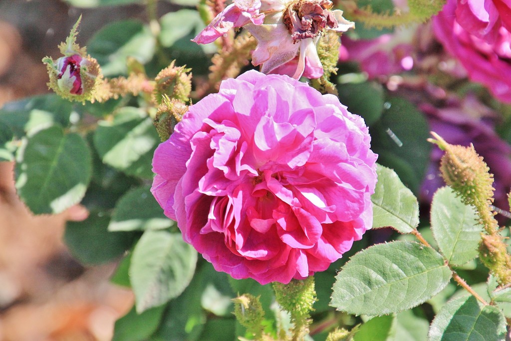Foto: Exposición de rosas - Barcelona (Cataluña), España