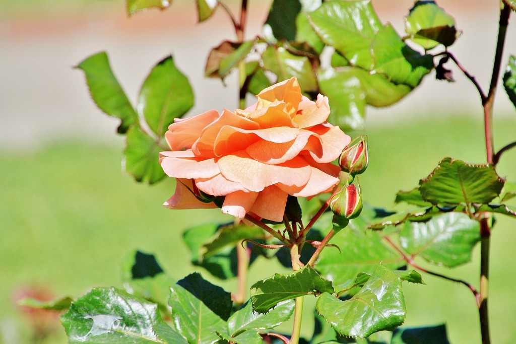 Foto: Exposición de rosas - Barcelona (Cataluña), España
