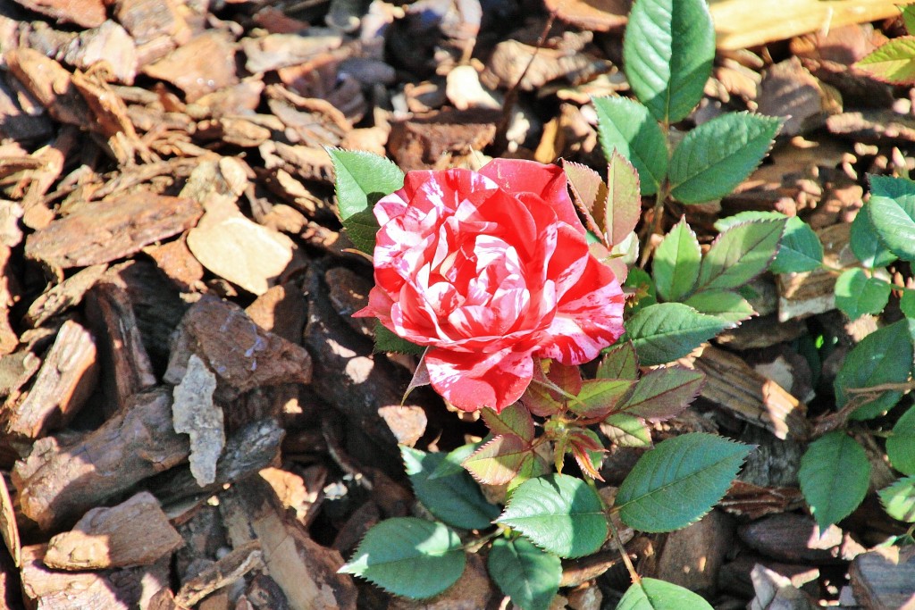 Foto: Exposición de rosas - Barcelona (Cataluña), España