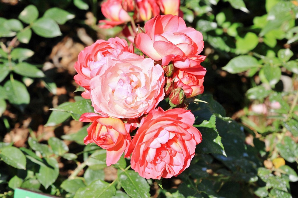 Foto: Exposición de rosas - Barcelona (Cataluña), España