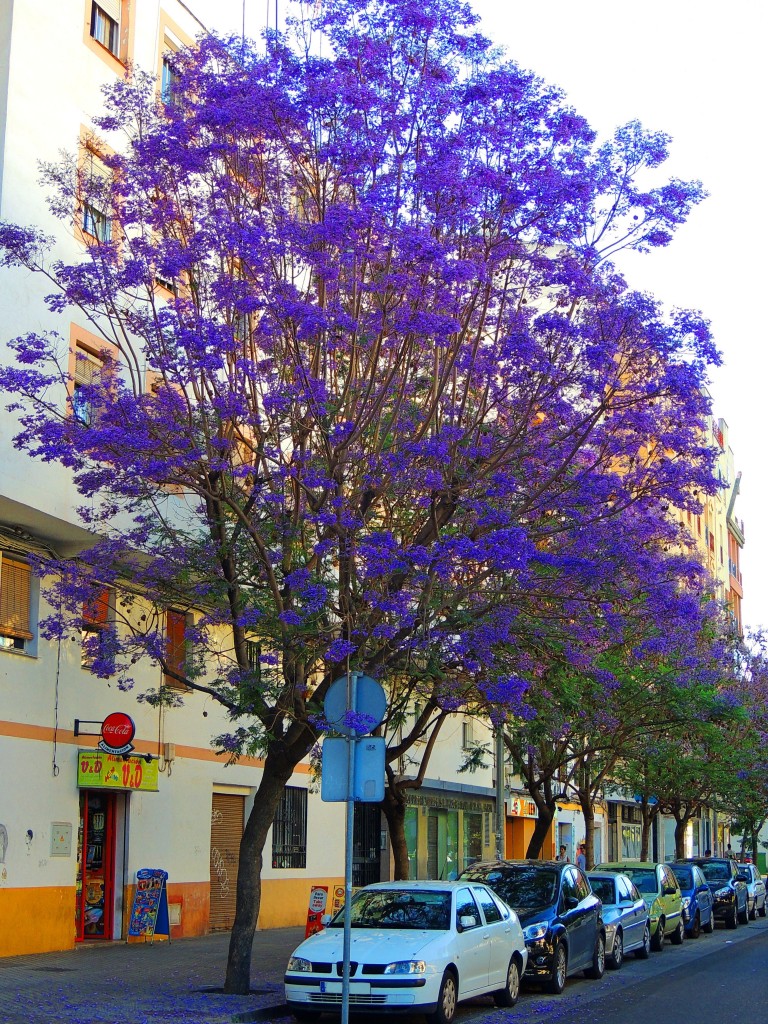 Foto de Córdoba (Andalucía), España