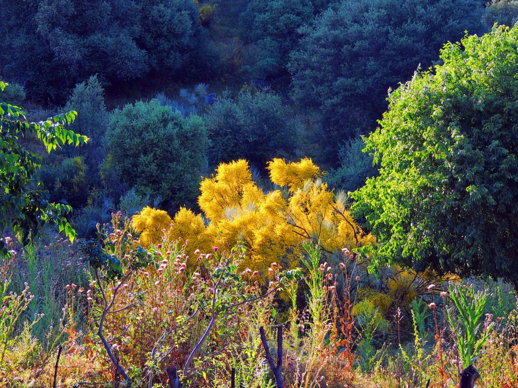 Foto: Medinat Al-Zahra - Córdoba (Andalucía), España