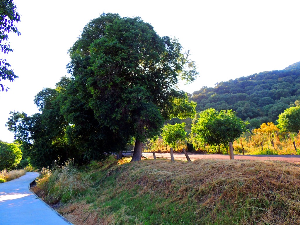 Foto: Medinat Al-Zahra - Córdoba (Andalucía), España