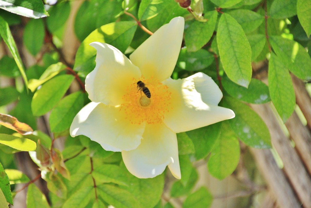 Foto: Exposición de rosas - Barcelona (Cataluña), España