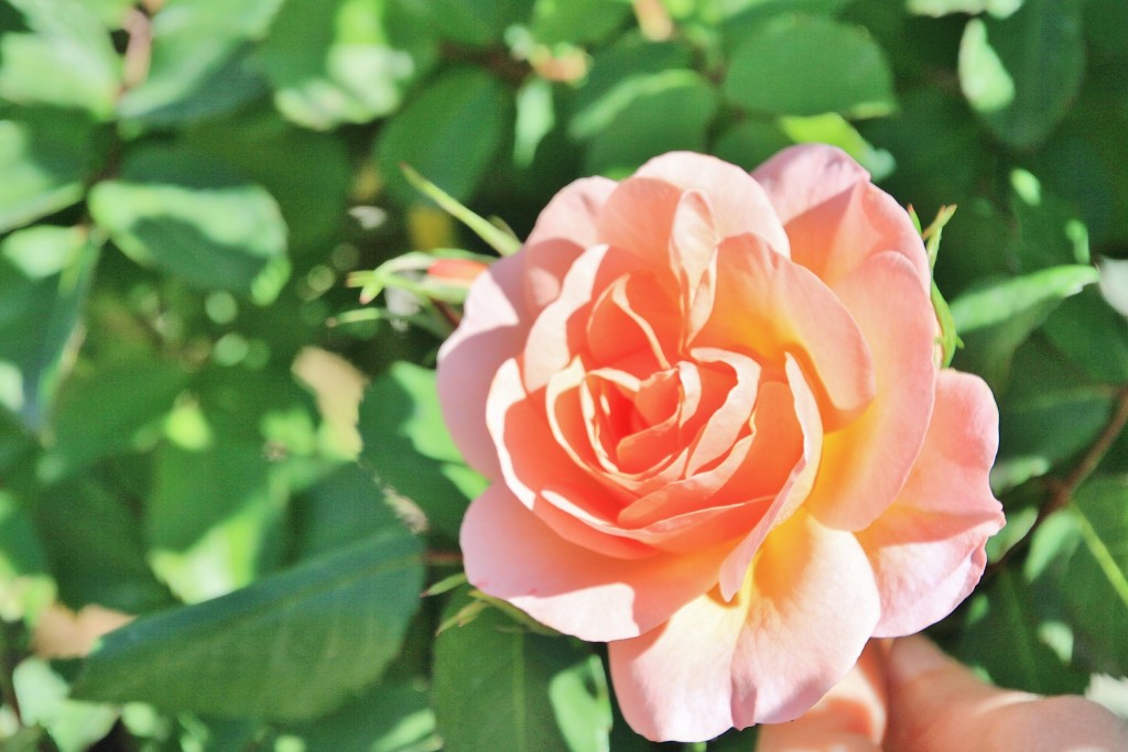 Foto: Exposición de rosas - Barcelona (Cataluña), España