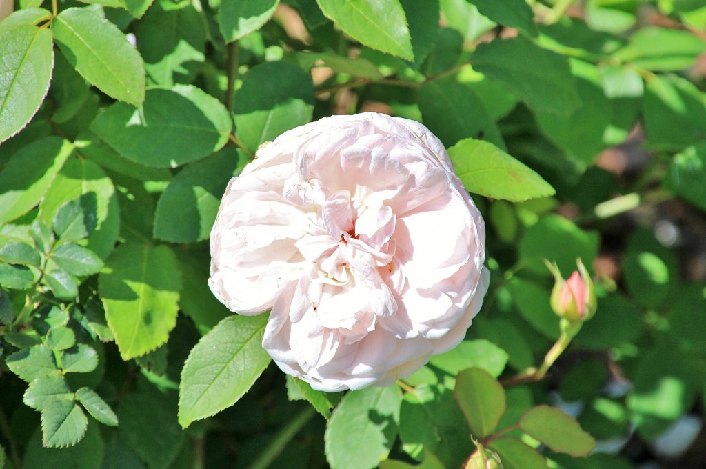 Foto: Exposición de rosas - Barcelona (Cataluña), España