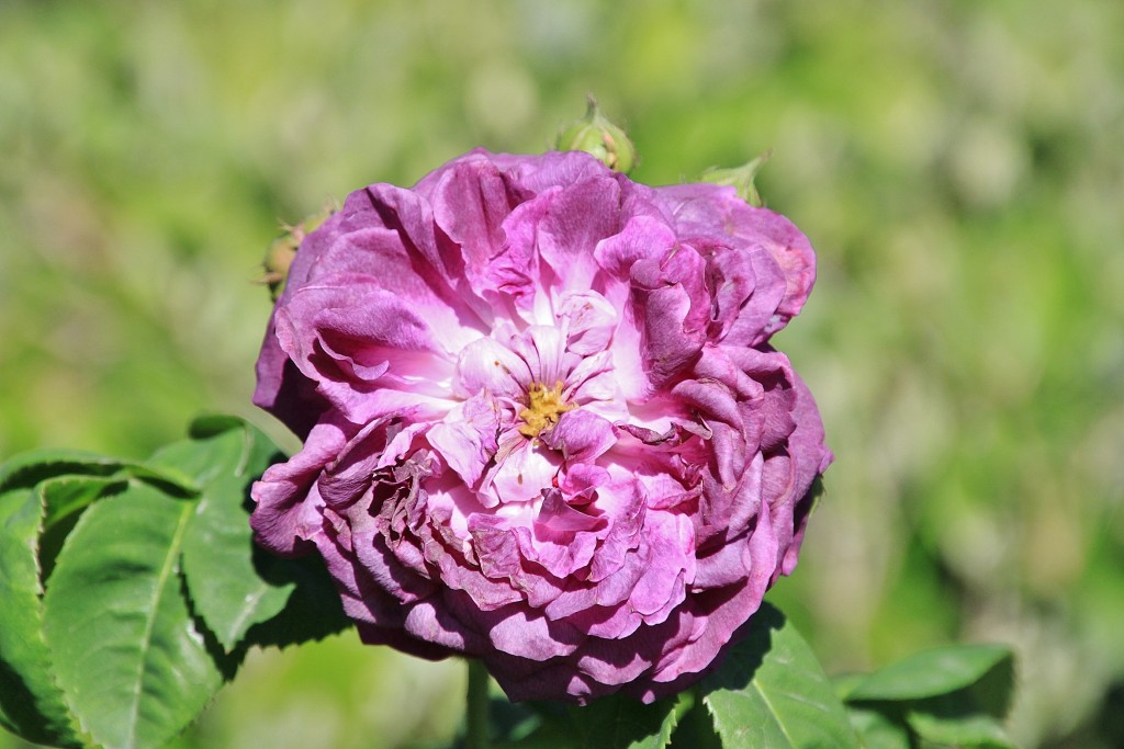 Foto: Exposición de rosas - Barcelona (Cataluña), España