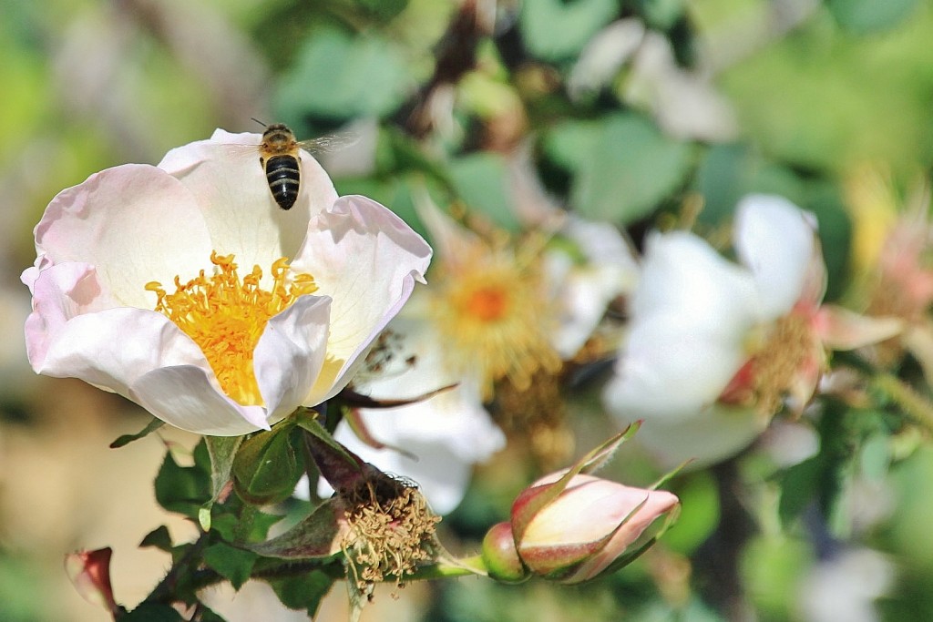 Foto: Exposición de rosas - Barcelona (Cataluña), España