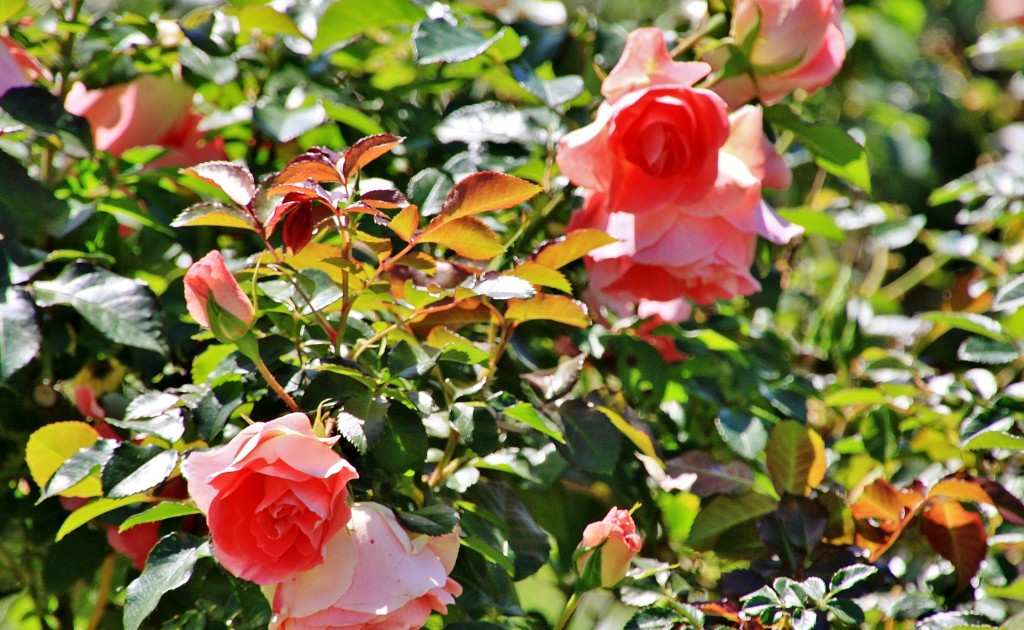 Foto: Exposición de rosas - Barcelona (Cataluña), España