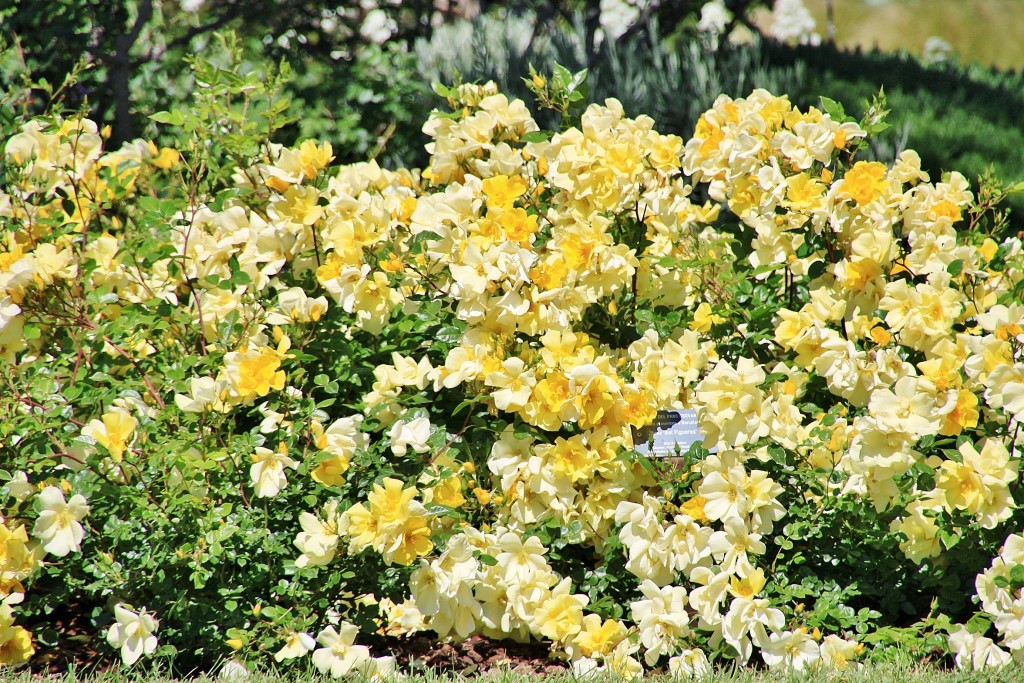 Foto: Exposición de rosas - Barcelona (Cataluña), España