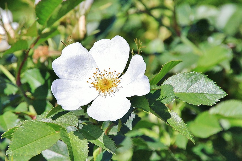 Foto: Exposición de rosas - Barcelona (Cataluña), España