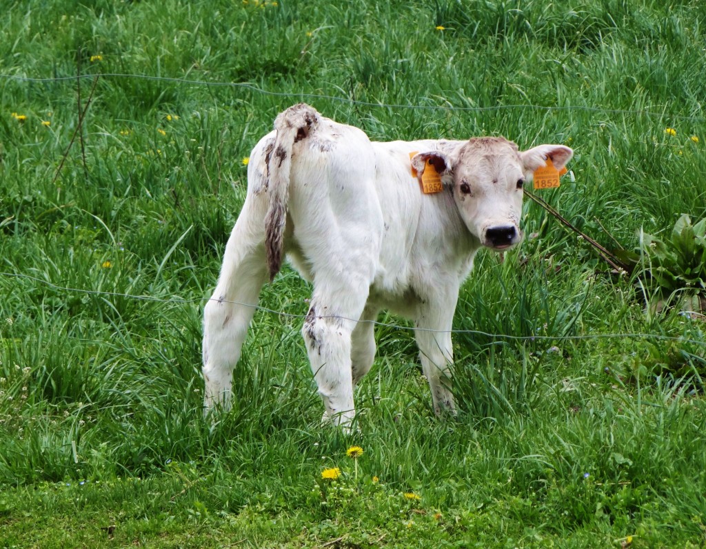 Foto: Ganadería bovina - Sant Llorenç de Morunys (Lleida), España