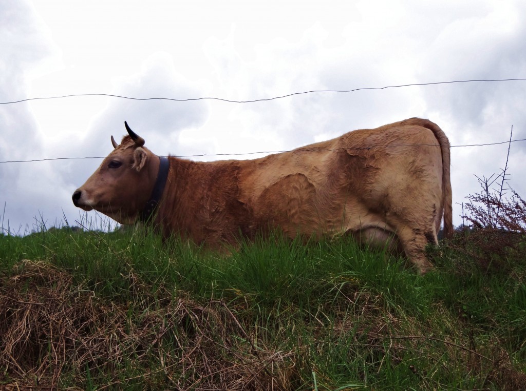 Foto: Ganadería bovina - Sant Llorenç de Morunys (Lleida), España
