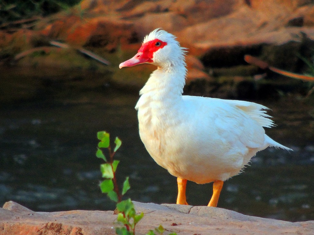 Foto de Puente de Génave (Jaén), España