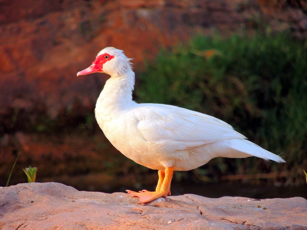 Foto de Puente de Génave (Jaén), España