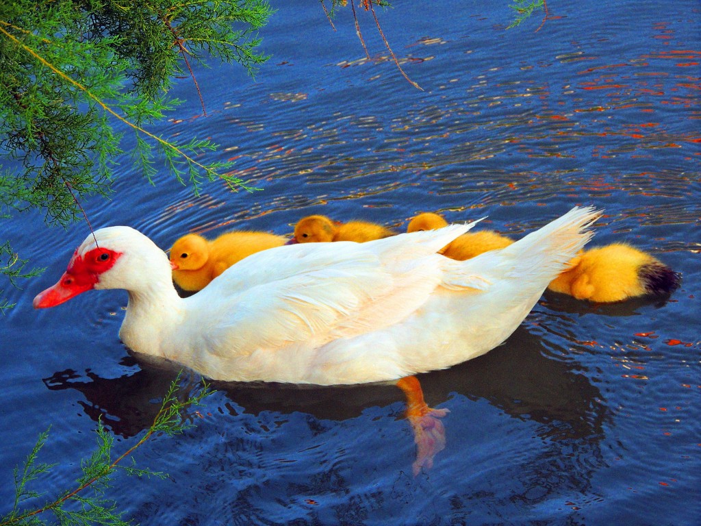 Foto de Puente de Génave (Jaén), España