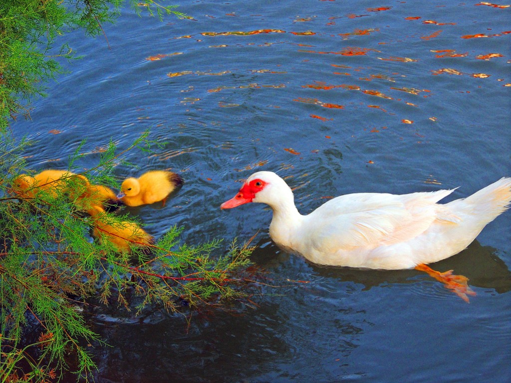 Foto de Puente de Génave (Jaén), España