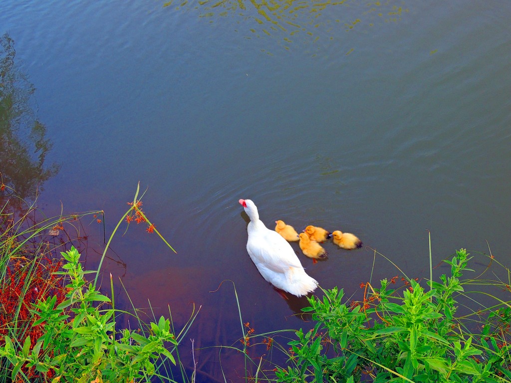 Foto de Puente de Génave (Jaén), España