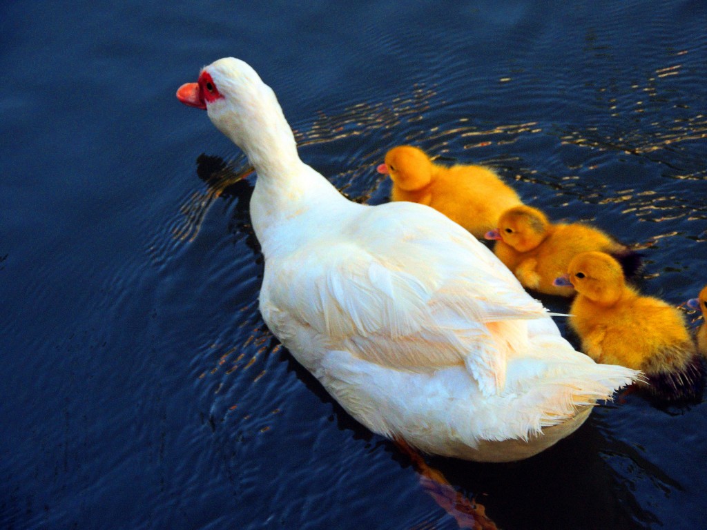 Foto de Puente de Génave (Jaén), España