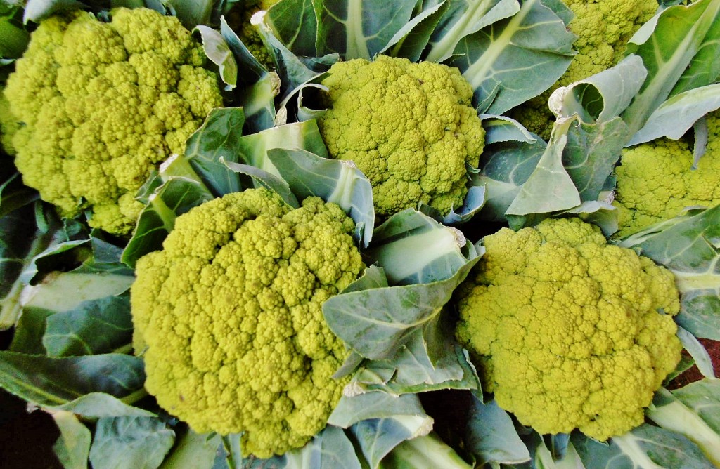 Foto: Girona tiempo de flores - Girona (Cataluña), España