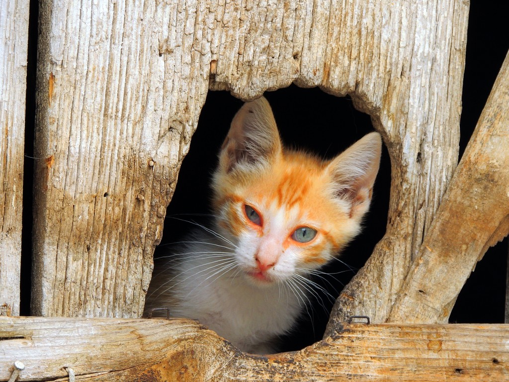 Foto de Hornos de Segura (Jaén), España