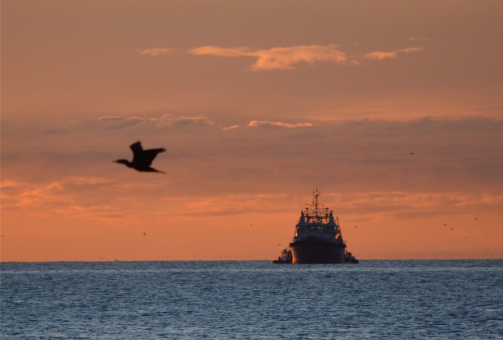 Foto: Cormoran al amanecer - Caleta Olivia (Santa Cruz), Argentina