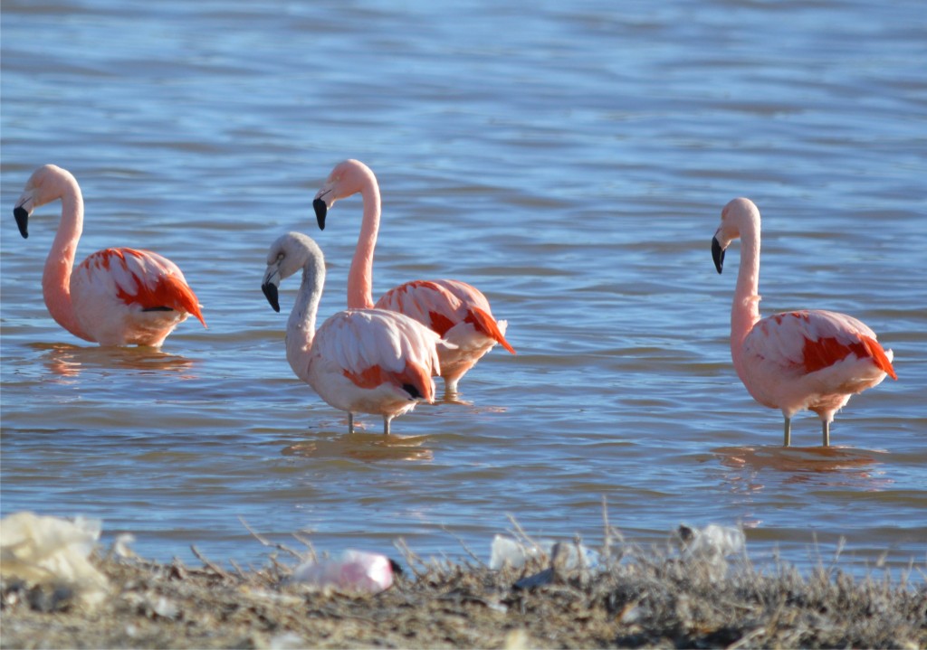 Foto: Amigos rosados - Caleta Olivia (Santa Cruz), Argentina