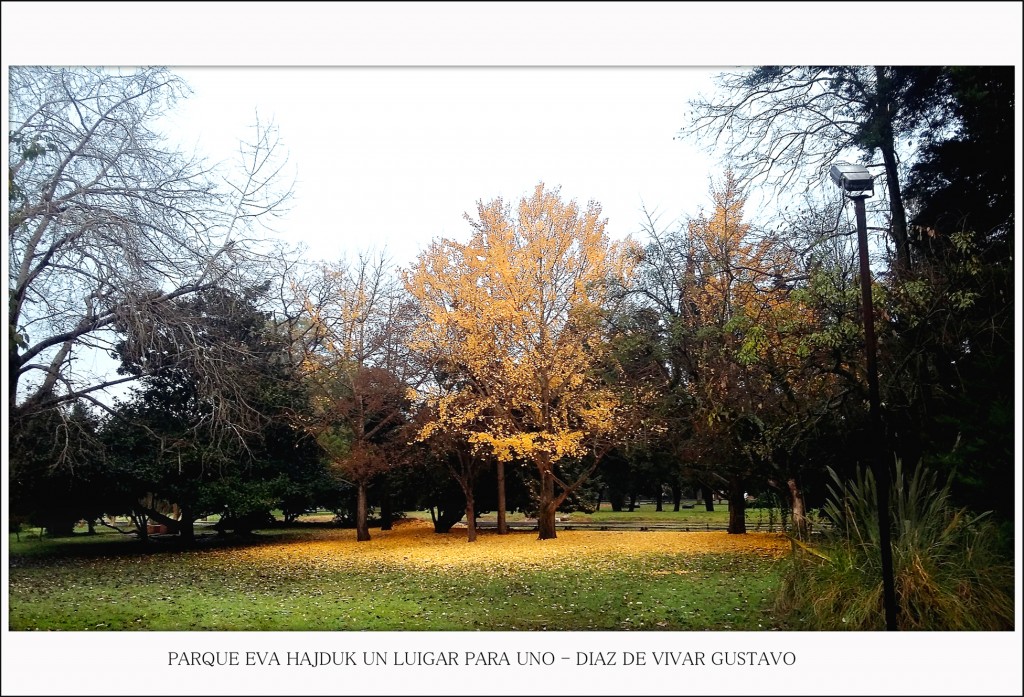 Foto: parque Eva Hajduk gonkgo en otoño 2016 - Ranelagh (Buenos Aires), Argentina