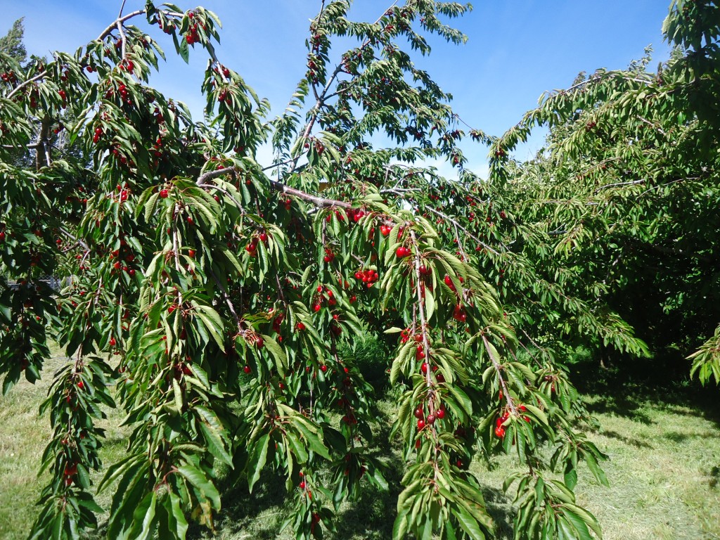 Foto: Planta con cerezas - Los Antiguos (Santa Cruz), Argentina