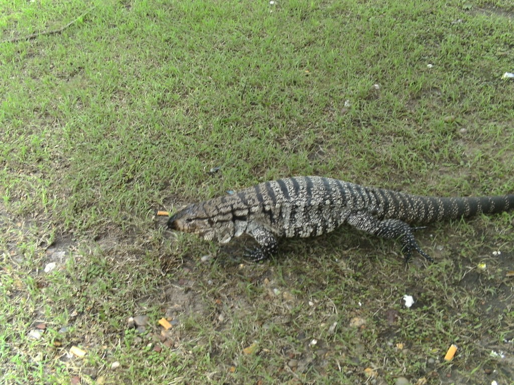 Foto de Palmares de Colon (Entre Ríos), Argentina