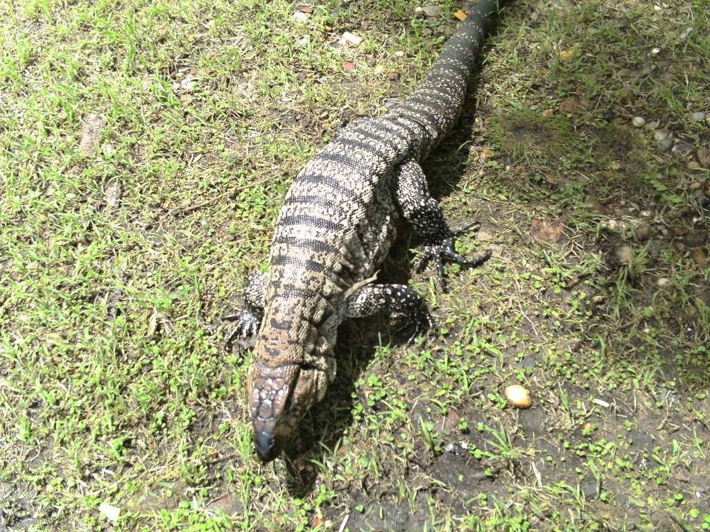 Foto de Palmares de Colon (Entre Ríos), Argentina