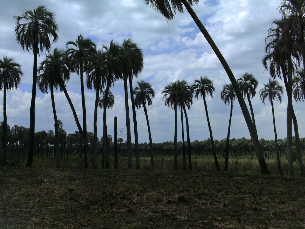 Foto de Palmares de Colon (Entre Ríos), Argentina