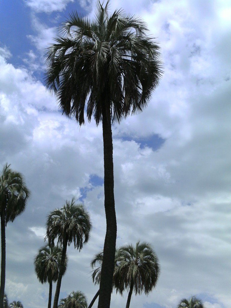 Foto de Palmares de Colon (Entre Ríos), Argentina