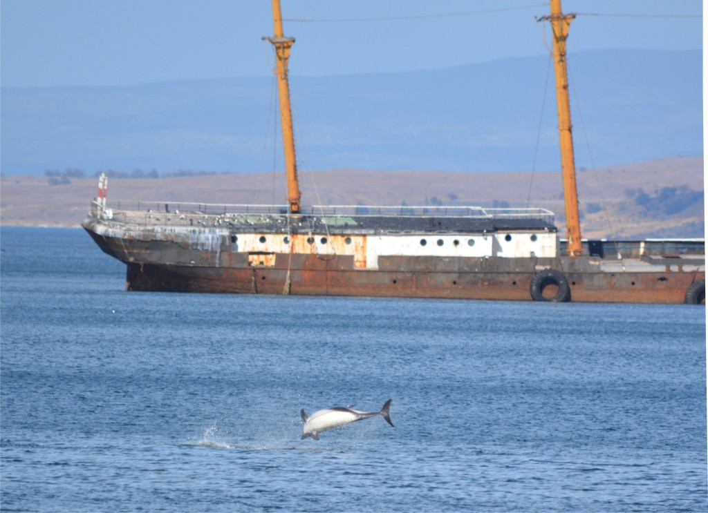 Foto de Punta Arenas (Magallanes y Antártica Chilena), Chile