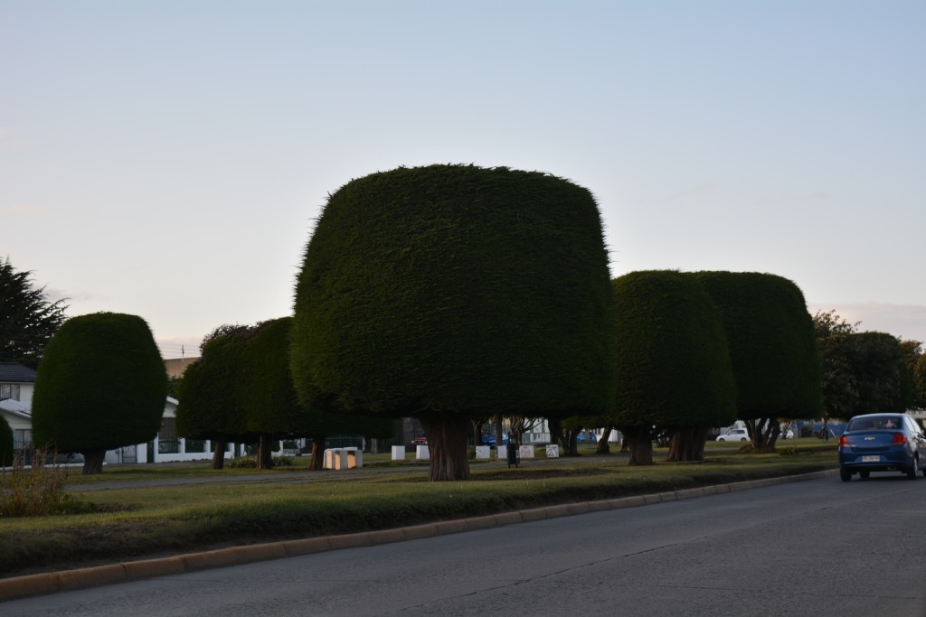 Foto de Punta Arenas (Magallanes y Antártica Chilena), Chile