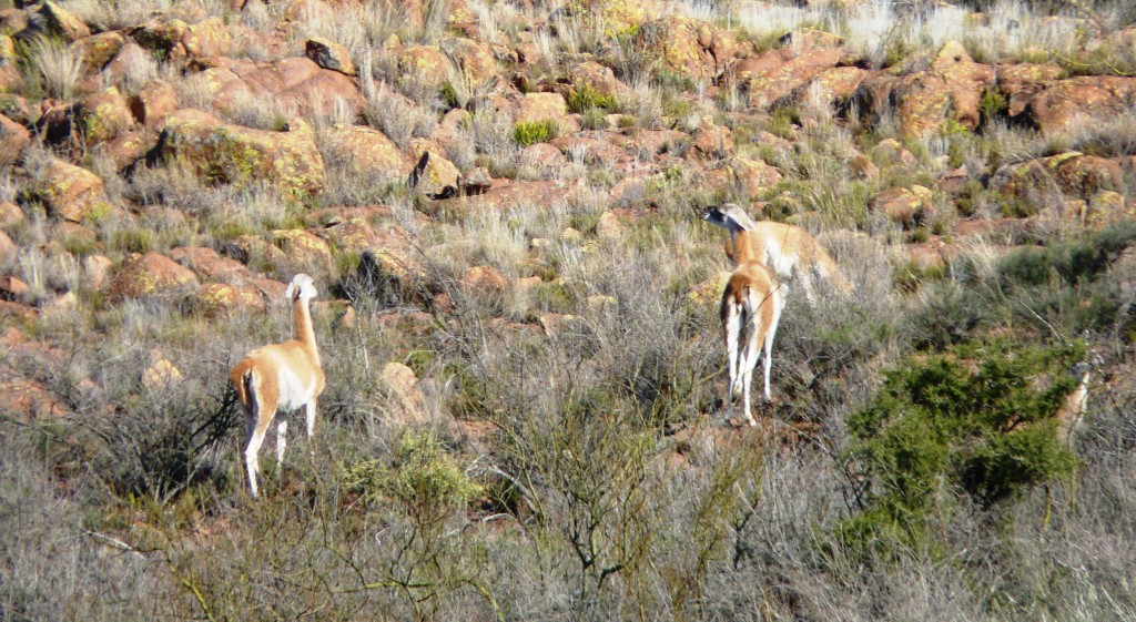 Foto: Guanacos. - Lihué Calel (La Pampa), Argentina